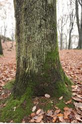 Photo Textures of Tree Bark